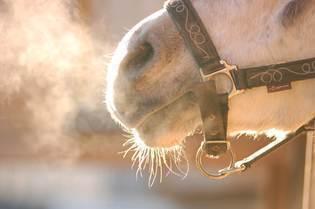 Inverno exige atenção redobrada à saúde respiratória dos cavalos