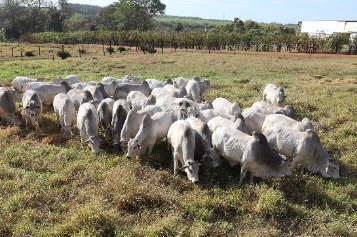 Megaleilão Nelore CFM movimenta R$ 7,9 milhões com venda de touros