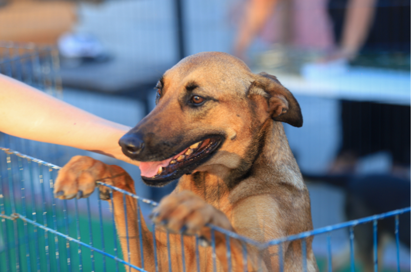 Serra realiza feira de adoção com cães e gatos vacinados, castrados e vermifugados