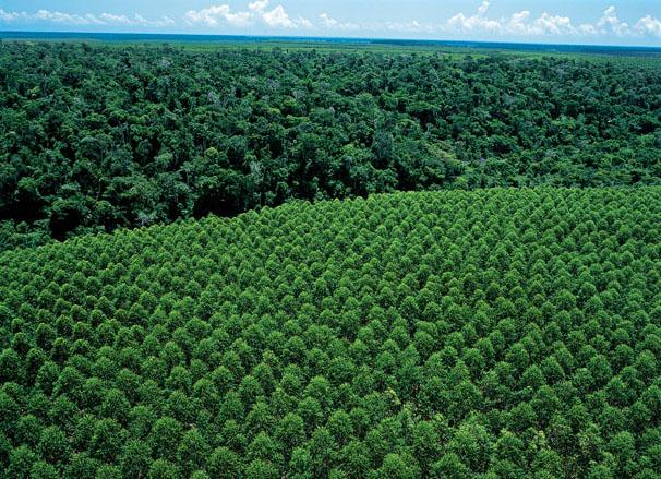 Suzano protege 107 mil hectares de florestas nativas no Espírito Santo