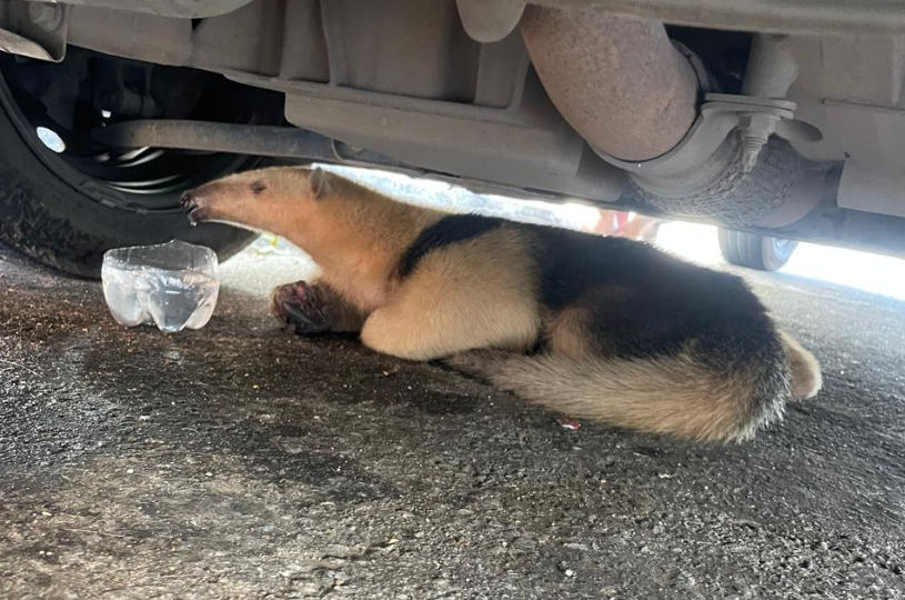 Tamanduá viaja mais de 100 km escondido em motor de carro e é resgatado na Serra
