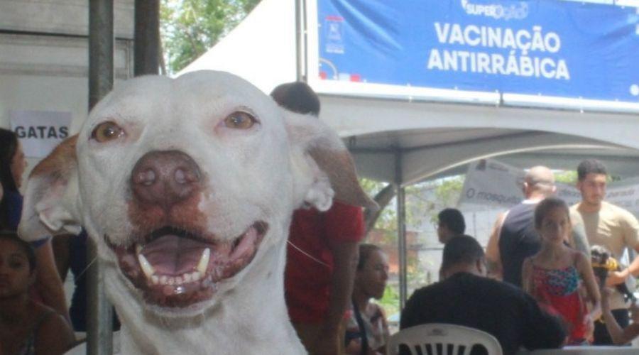 Vacinação antirrábica chega à área urbana de Vila Velha neste sábado; campanha terá 96 postos