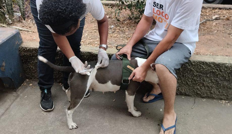 Vacinação antirrábica começa neste sábado em Cachoeiro; confira todos os bairros e pontos