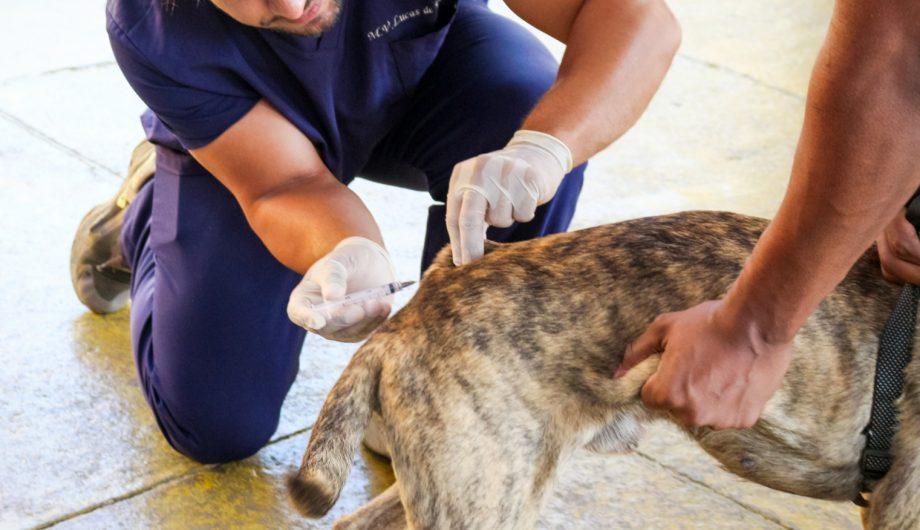 Vacinação contra a raiva terá mais de 25 pontos em Cachoeiro neste sábado (26)