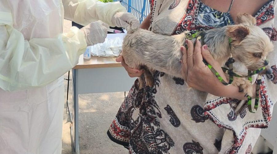 Vila Velha já vacinou mais de 13 mil cães e gatos contra a raiva; campanha continua neste sábado (19)