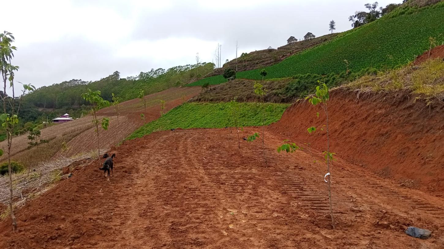 Alfredo Chaves poderá ganhar novo bosque com 850 cerejeiras