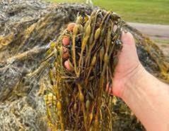 Algas marinhas ganham espaço na agricultura e movimentam mercado de biofertilizantes