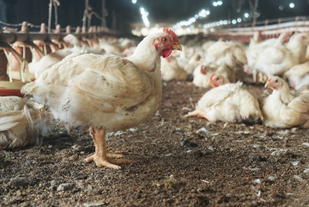 Alimentação adequada melhora ganho de peso e produtividade dos frangos