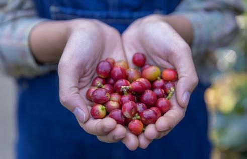 Café de cooperados capixabas chega a 17 países em 2026
