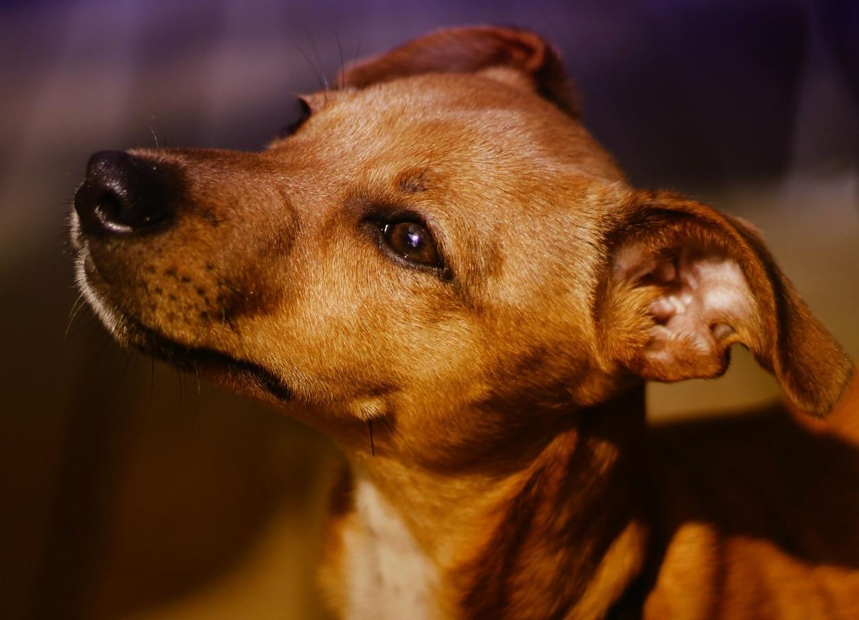 Cariacica abre 40 vagas para castração gratuita de cães machos; veja como participar