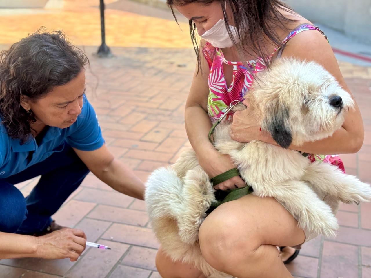 Cariacica terá vacinação gratuita para cães e gatos em 34 pontos neste sábado (17); veja os locais