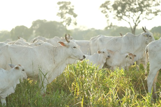 Chuvas irregulares exigem atenção ao pasto e à alimentação do gado