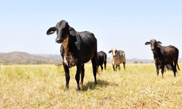 Comportamento do gado Girolando exige cuidados na estrutura das fazendas