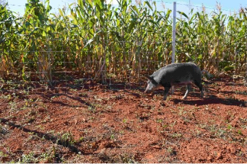 Javalis e javaporcos ameaçam lavouras de soja; veja como evitar prejuízos