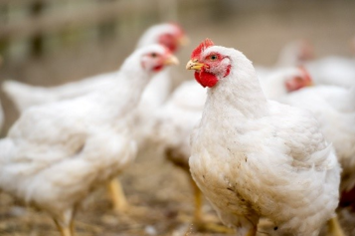 Phibro renova certificação de bem-estar animal para seis produtos usados na avicultura