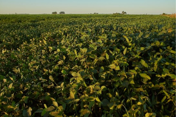 Produção de amendoim exige atenção às raízes e ao solo