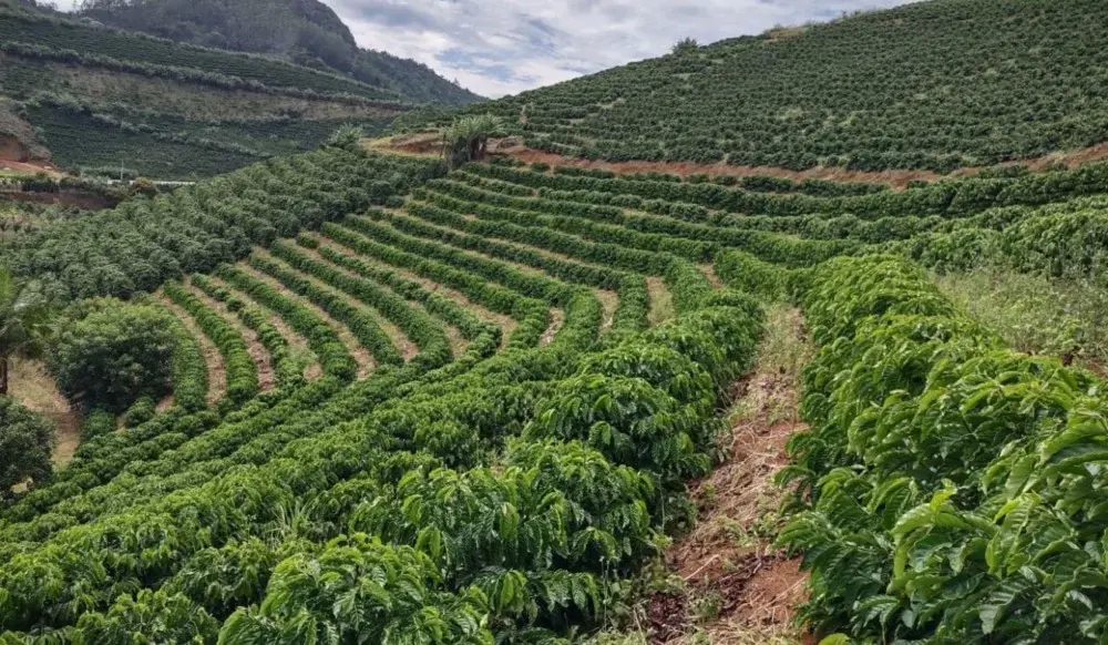 Safra de café conilon no ES pode cair até 25%, mas IBGE prevê produção estável