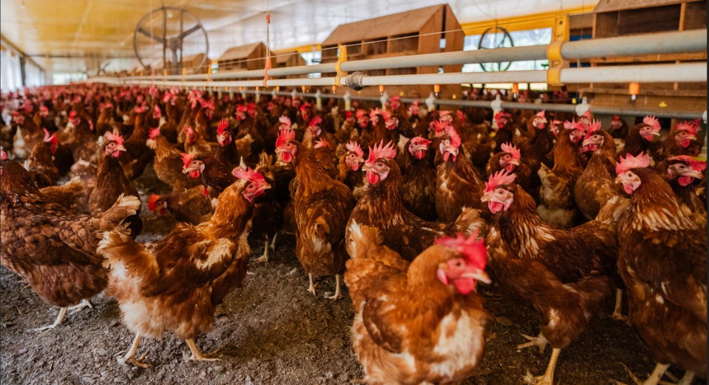 Santa Maria de Jetibá lidera produção de ovos no Brasil, aponta IBGE