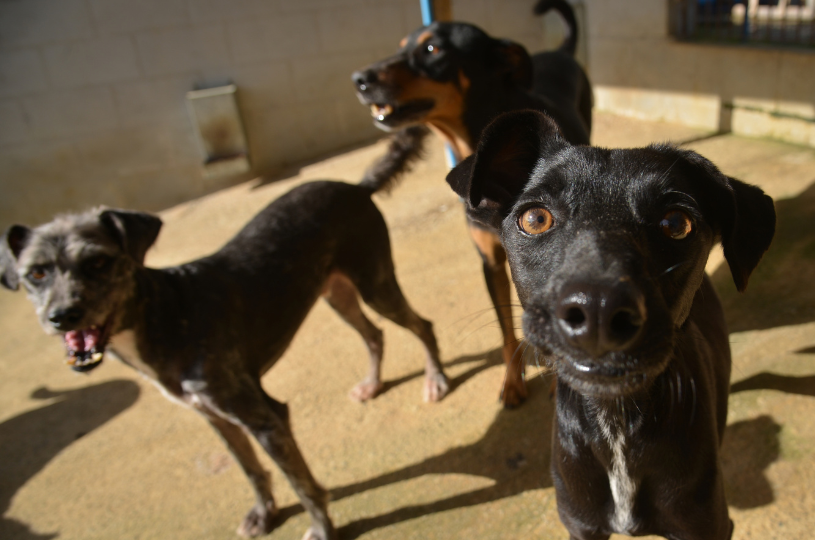 Serra abre 120 vagas para castração gratuita de cães e gatos; veja como se cadastrar