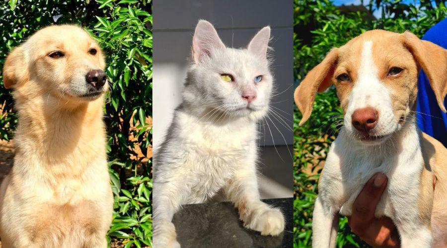 Vila Velha realiza feira de adoção com cães e gatos neste sábado