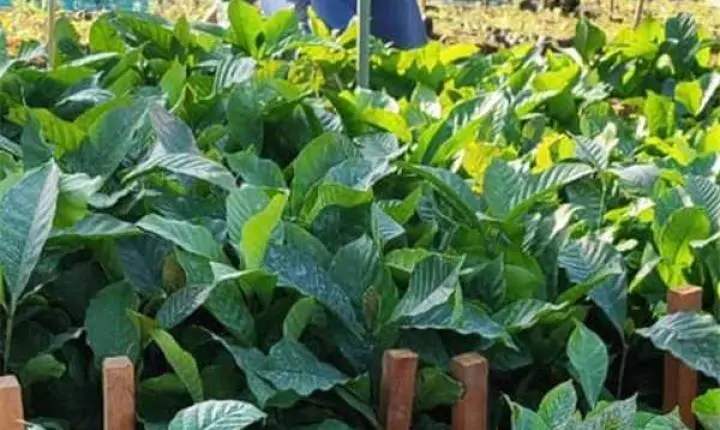 Alfredo Chaves inicia entrega de mudas de café e fortalece agricultura familiar no município