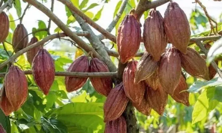 Alfredo Chaves oferece curso gratuito de cultivo de cacau; vagas são limitadas