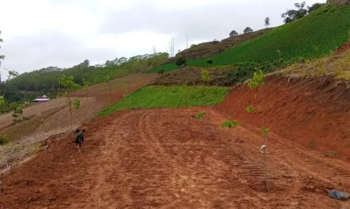 Alfredo Chaves poderá ganhar novo bosque com 850 cerejeiras