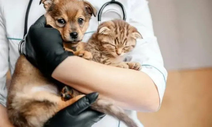 Alfredo Chaves terá castração e vacinação gratuita para cães e gatos; veja como participar