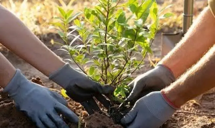 Alunos colocam a mão na terra e ajudam a recuperar nascente em Alfredo Chaves