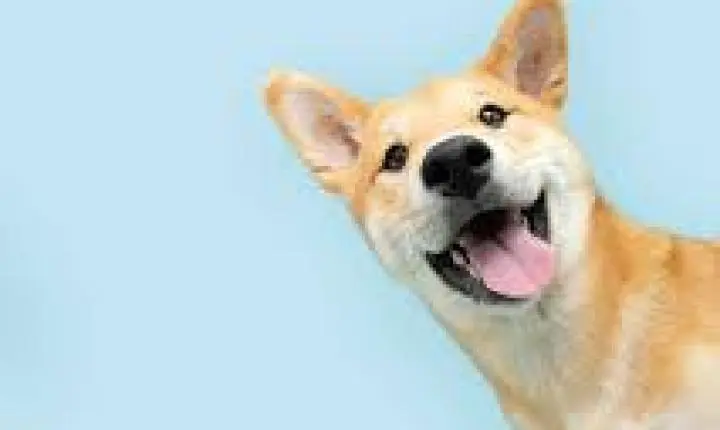 “Animal não é presente”: campanha alerta para adoção consciente no período de Natal