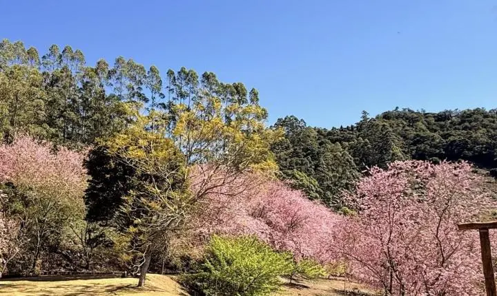 Bosque das Cerejeiras chega ao auge da floração em Alfredo Chaves