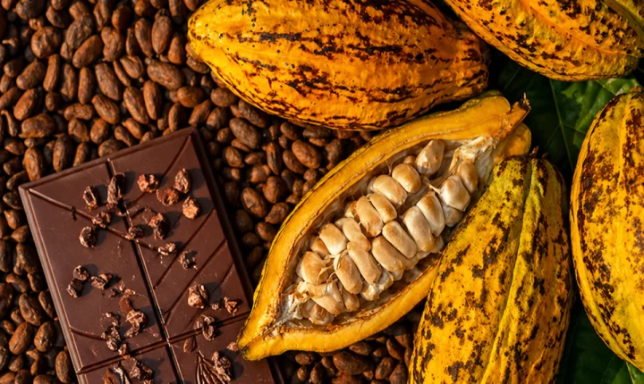 Cacau capixaba em destaque: concurso valoriza qualidade e premia produtores com até R$ 6 mil