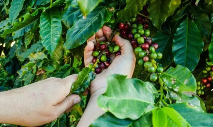 Cachoeiro abre inscrições para Concurso de Qualidade e Sustentabilidade dos Cafés Arábica e Conilon
