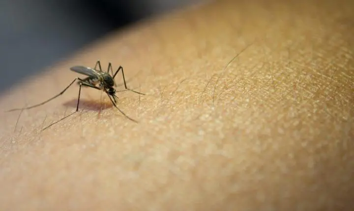 Cachoeiro amplia coleta de exame RT-PCR para diagnóstico da dengue