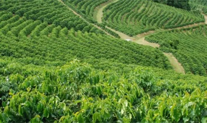 Café de qualidade em pauta: Vargem Alta recebe dia de campo com foco em tecnologia e produtividade