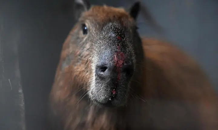 Campanha pede compromisso de candidatos com proteção animal