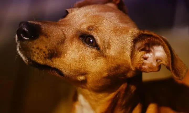 Cariacica abre 40 vagas para castração gratuita de cães machos; veja como participar