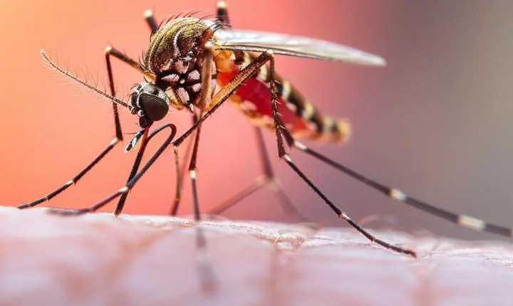 Cariacica reduz em quase 82% os casos de dengue e reforça resultado das ações de combate ao mosquito