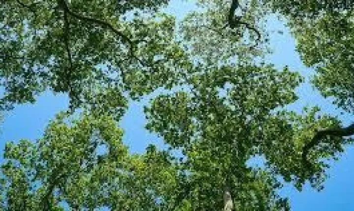 Chuva em excesso e impacto direto no campo: Incaper revela como foi o verão 2026 no ES