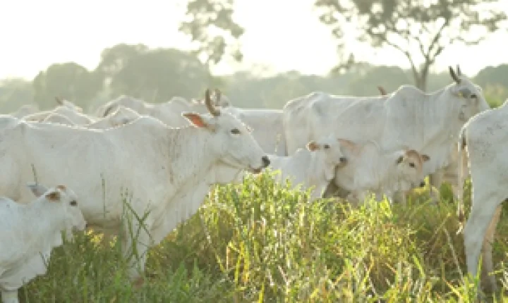 Chuvas irregulares exigem atenção ao pasto e à alimentação do gado
