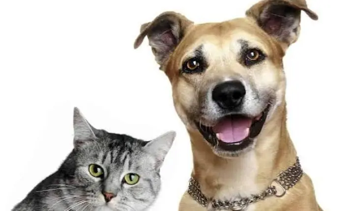 Colatina abre cadastro para protetores independentes de animais e amplia ações de bem-estar animal