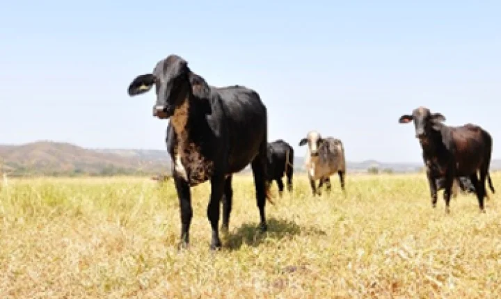 Comportamento do gado Girolando exige cuidados na estrutura das fazendas
