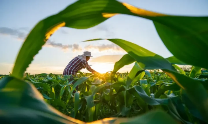 Crédito rural dispara no ES e ultrapassa R$ 2,3 bilhões na agricultura familiar