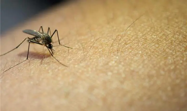 Dengue avança em Alfredo Chaves e acende alerta: 35 casos só em abril