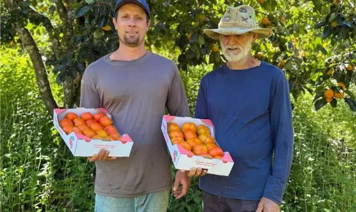 Do alto da montanha à mesa: família transforma caqui em símbolo de qualidade em Alfredo Chaves