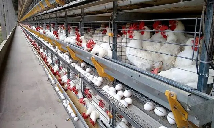 ES produz 145 ovos por segundo e se consolida como potência nacional da avicultura