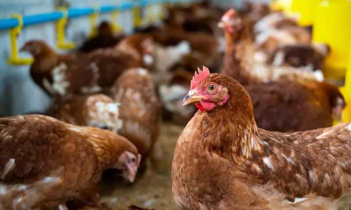 ES prorroga emergência zoossanitária para reforçar combate à gripe aviária