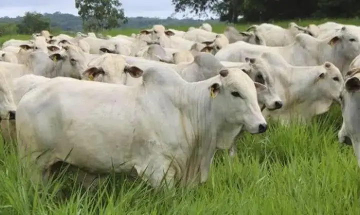 Exponel Ouro coloca o Espírito Santo no centro da genética bovina nacional