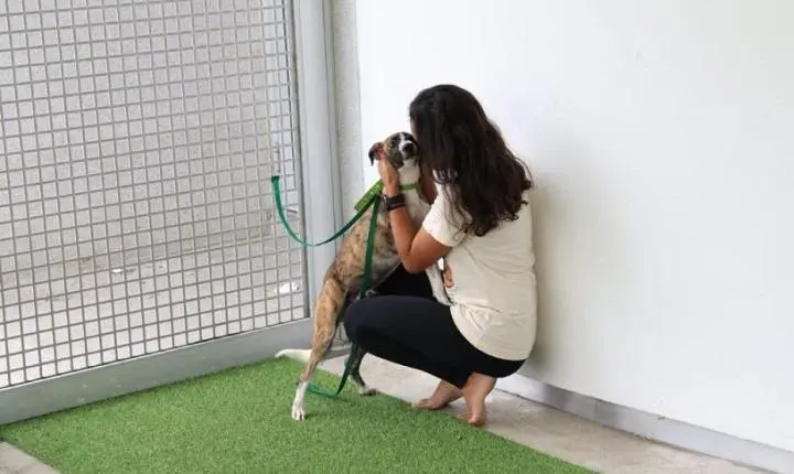 Feira de adoção de cães e gatos acontece nesta sexta no Parque da Cidade, na Serra