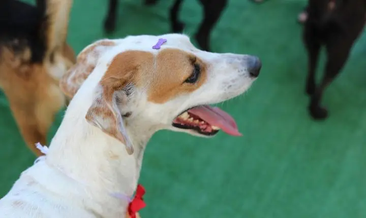 Feira de adoção em Cariacica vai buscar novos lares para cães resgatados neste sábado